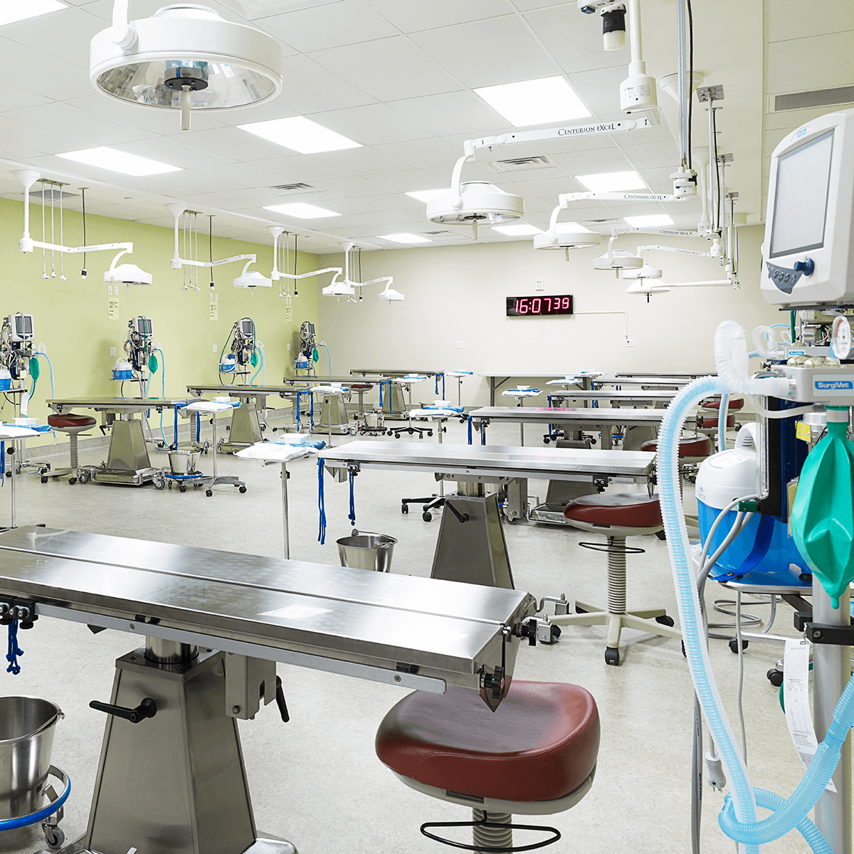 A Dedicated Surgery Suite Must Be Used For Which Surgery Veterinary Training Events